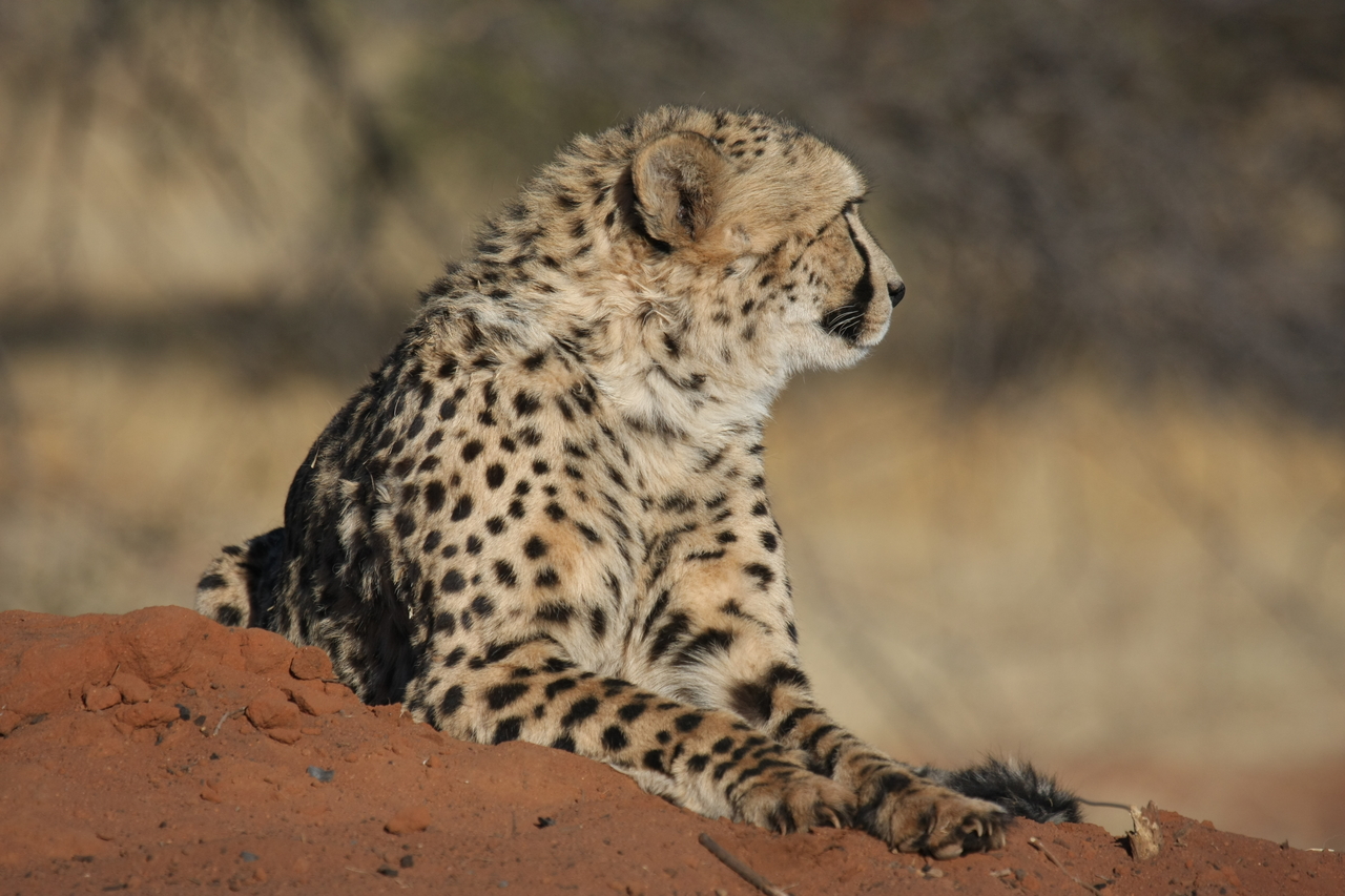 [6789] 2016_06_23_10_59_58_Africa_Canon_EOS_40D_IMG__00498.jpg