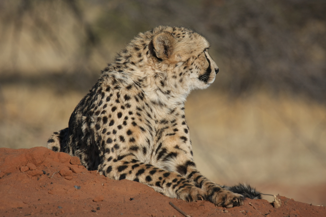 [6792] 2016_06_23_10_59_58_Africa_Canon_EOS_40D_IMG__01333.jpg