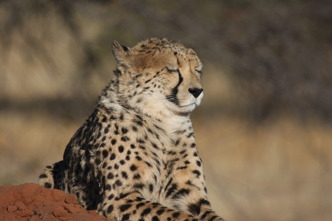 [6801] 2016_06_23_11_00_14_Africa_Canon_EOS_40D_IMG__01335.jpg