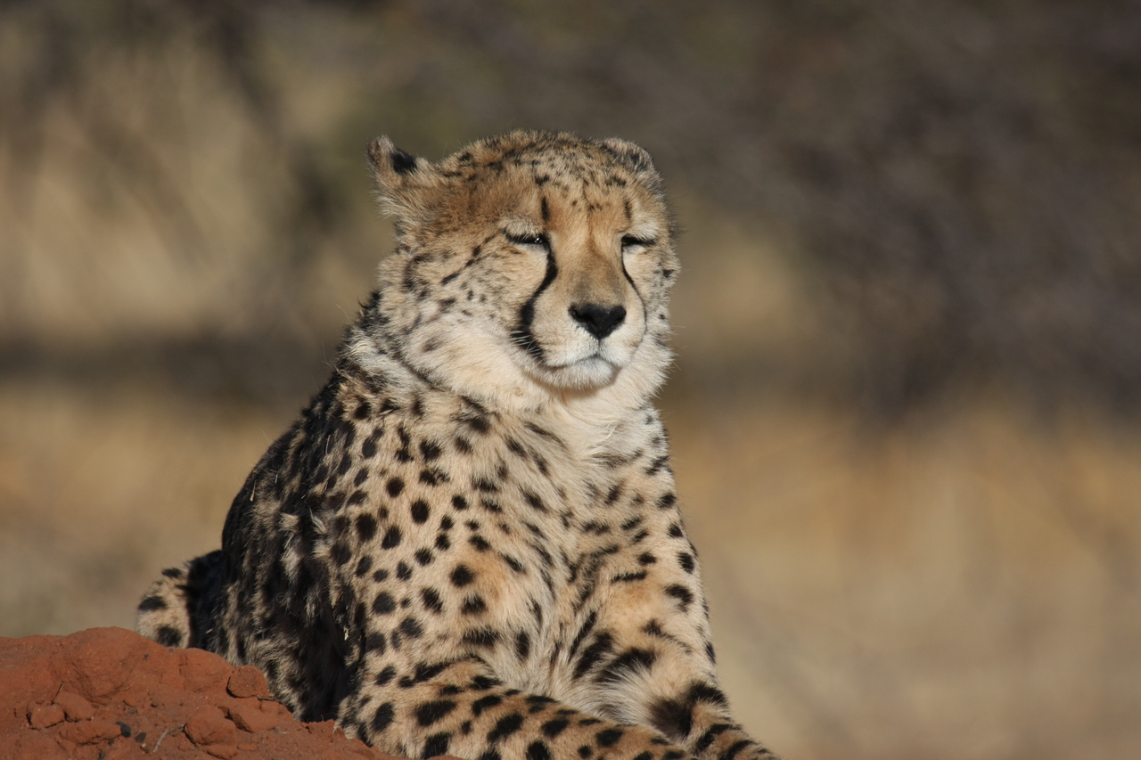 [6805] 2016_06_23_11_00_14_Africa_Canon_EOS_40D_IMG__08783.jpg