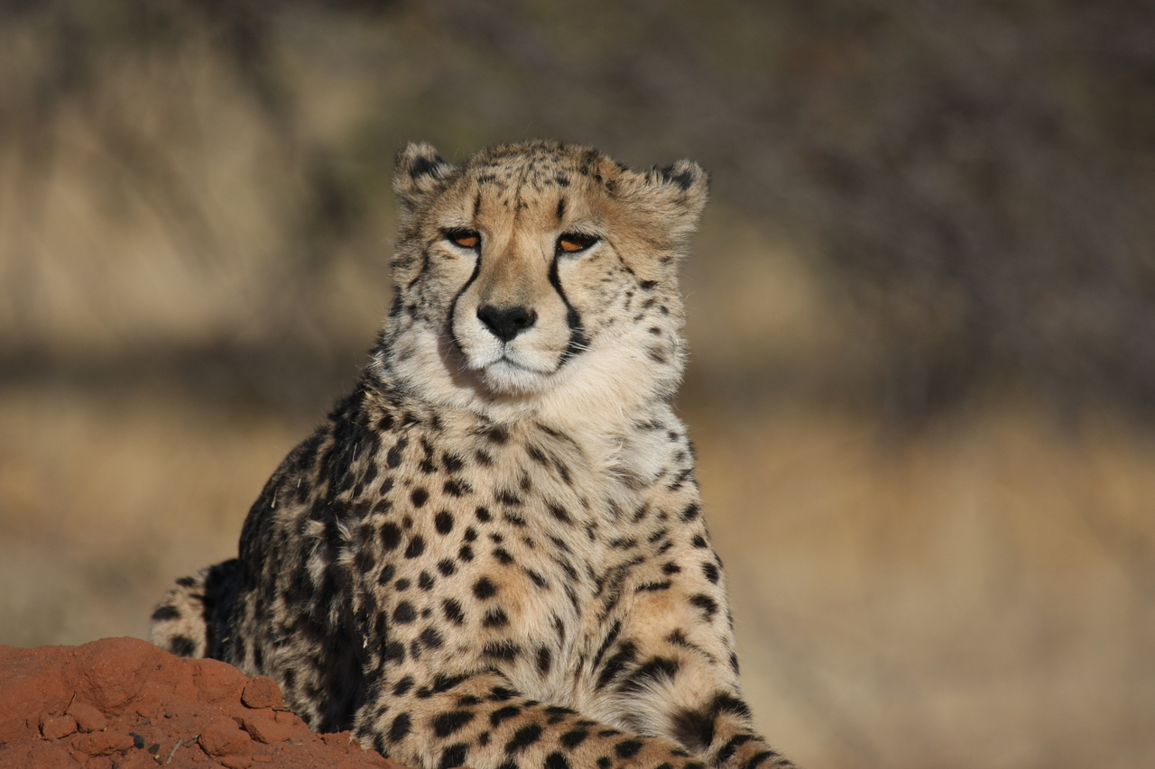 [6806] 2016_06_23_11_00_14_Africa_Canon_EOS_40D_IMG__08784.jpg