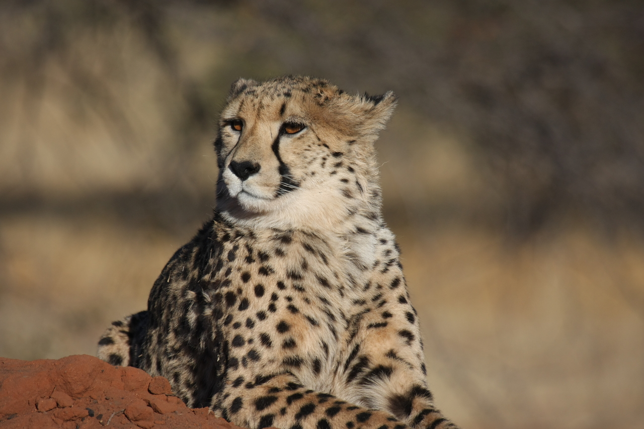 [6809] 2016_06_23_11_00_15_Africa_Canon_EOS_40D_IMG__01338.jpg