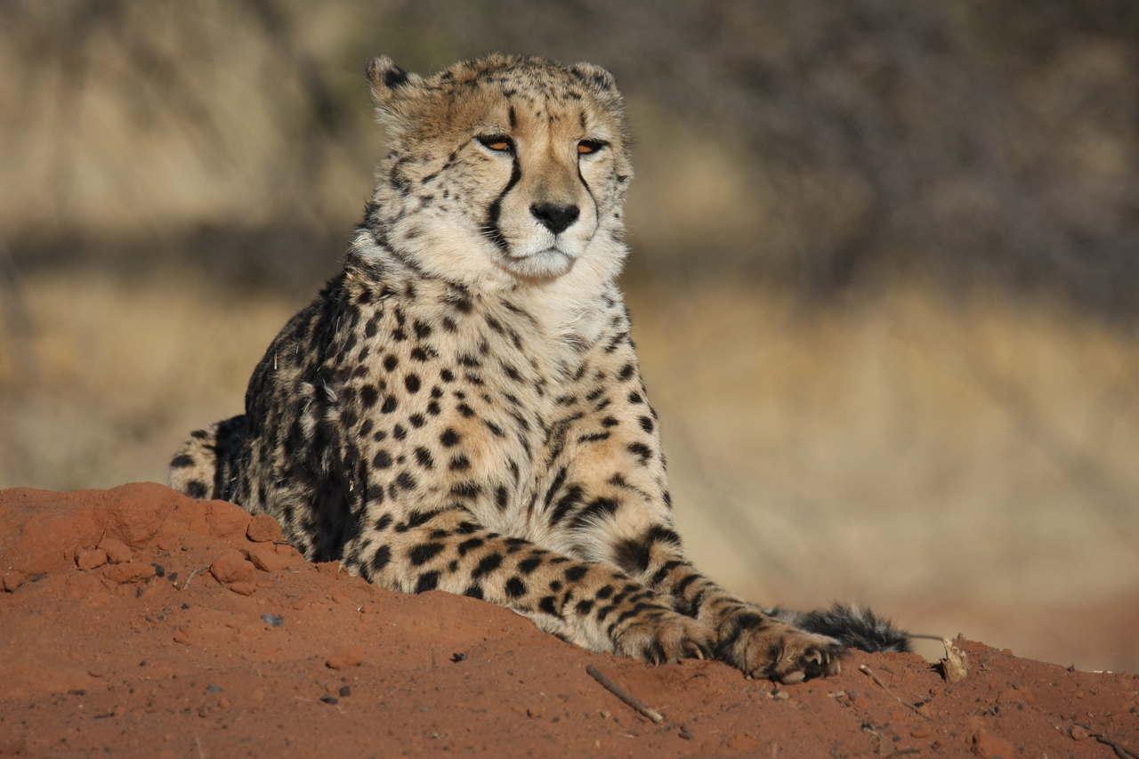 [6848] 2016_06_23_11_00_54_Africa_Canon_EOS_40D_IMG__00515.jpg