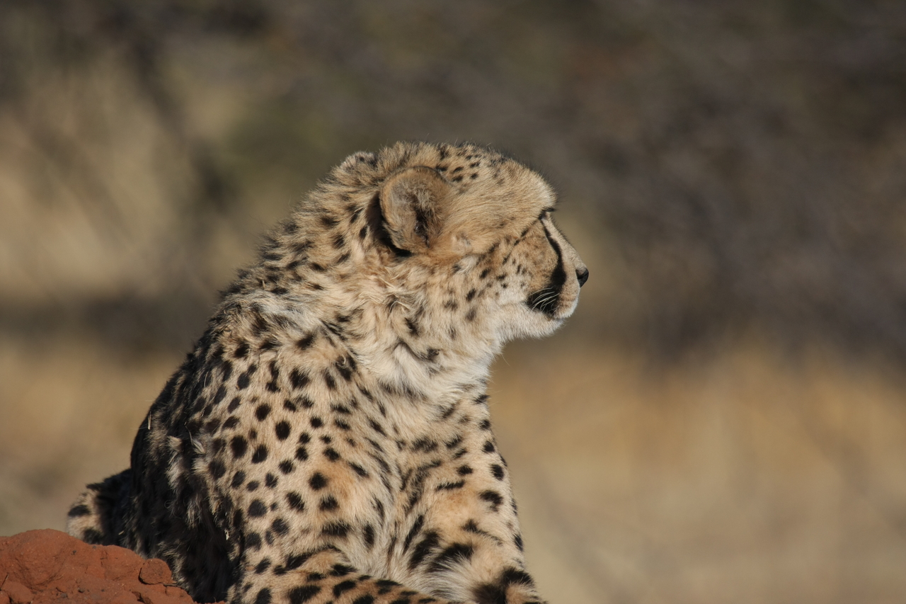 [6856] 2016_06_23_11_01_02_Africa_Canon_EOS_40D_IMG__00517.jpg