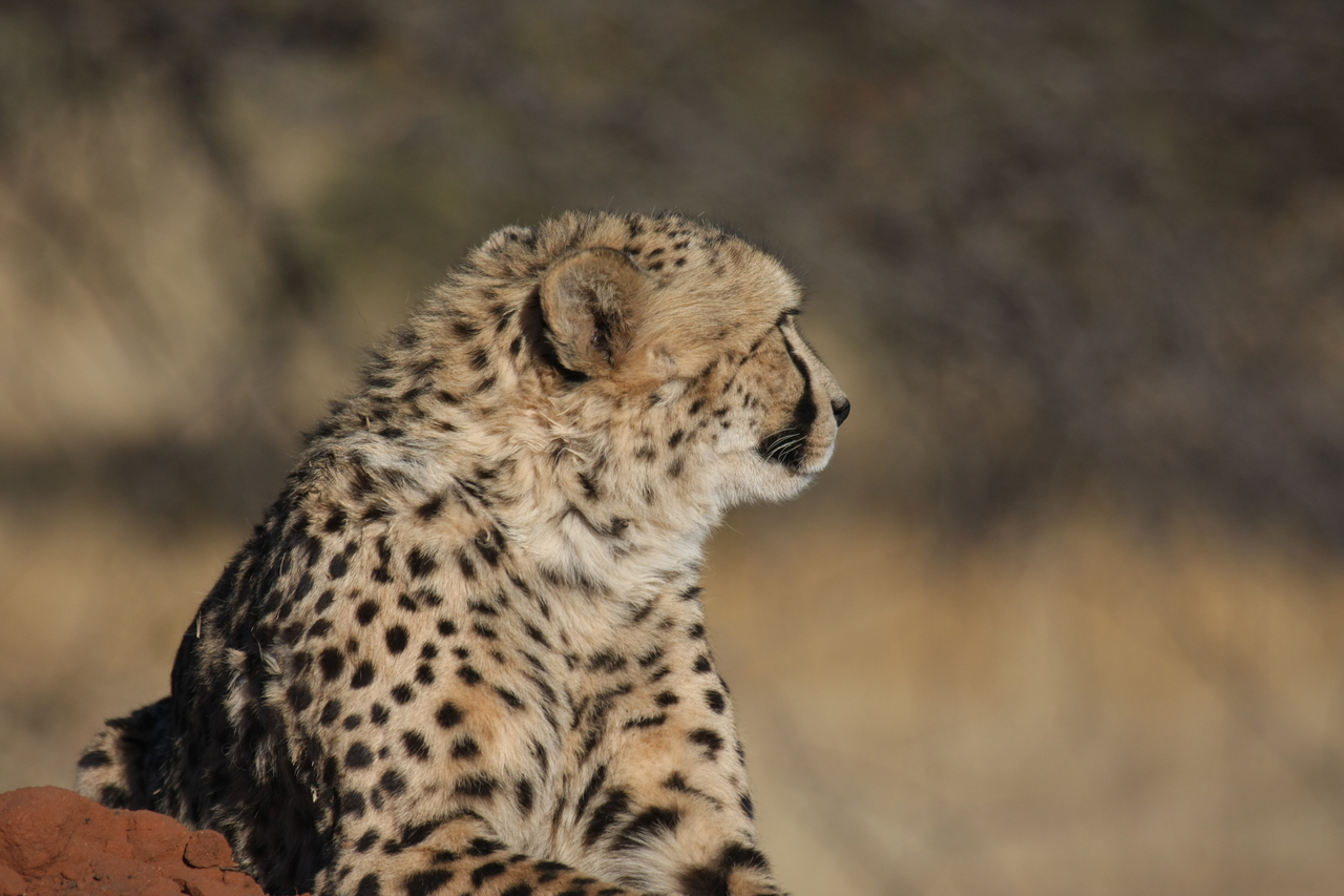 [6859] 2016_06_23_11_01_02_Africa_Canon_EOS_40D_IMG__08797.jpg