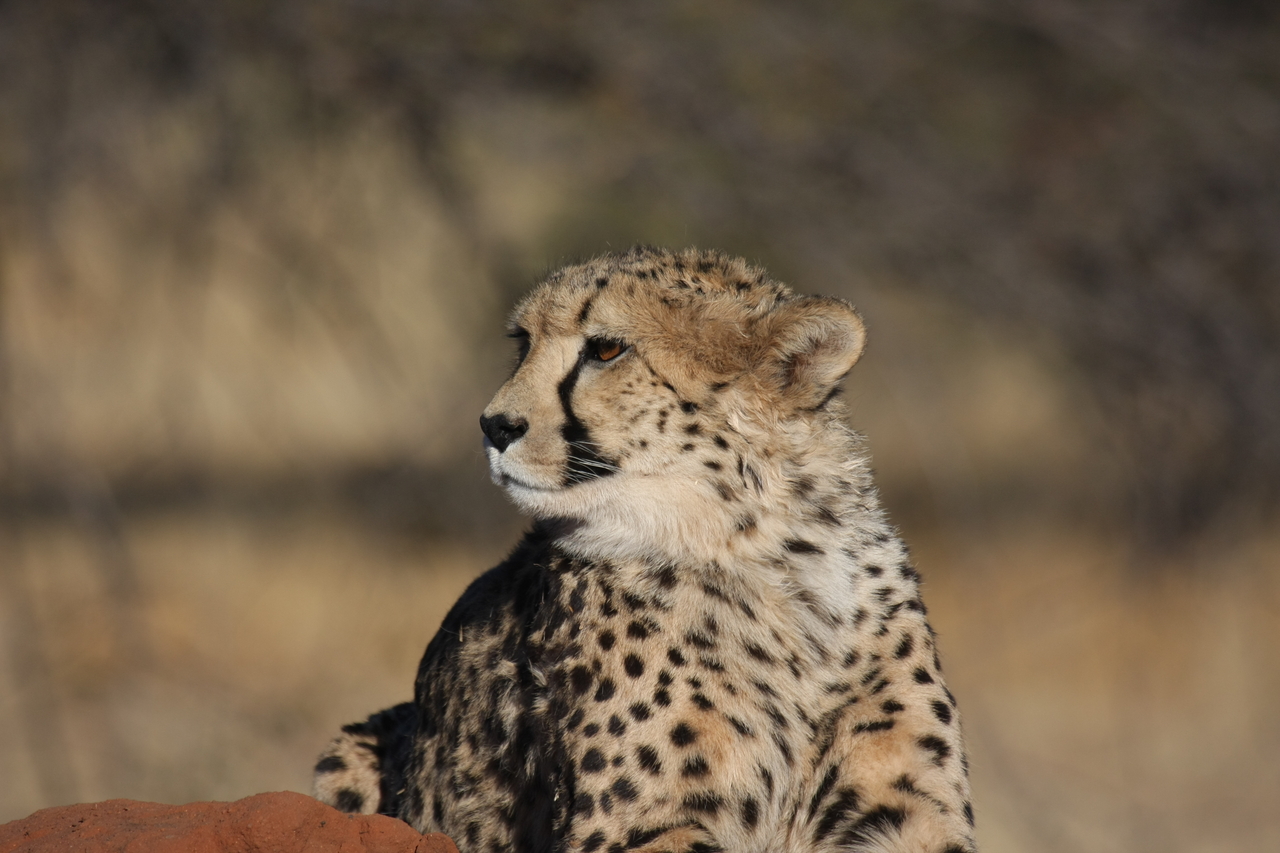 [6889] 2016_06_23_11_01_43_Africa_Canon_EOS_40D_IMG__01361.jpg