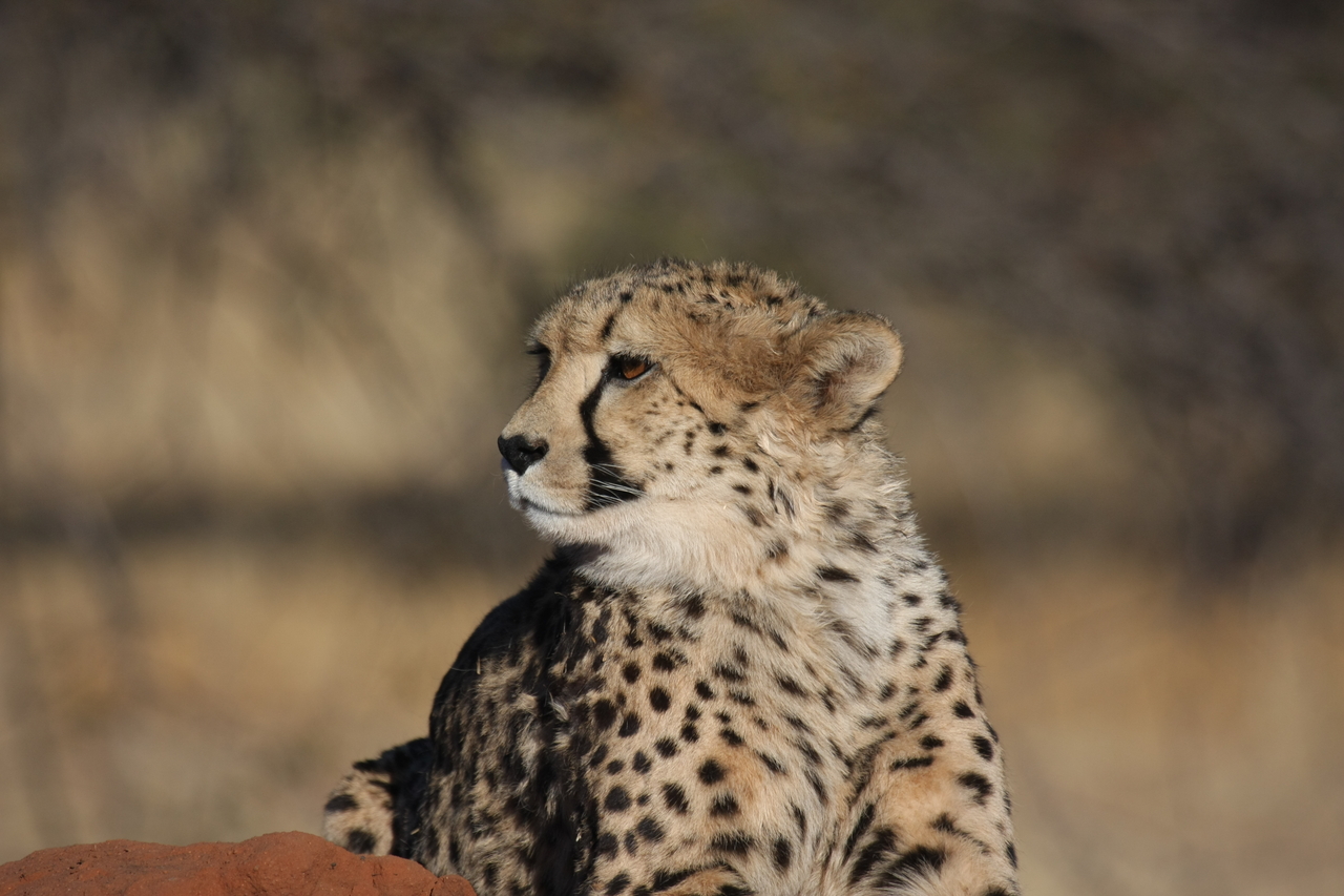 [6891] 2016_06_23_11_01_43_Africa_Canon_EOS_40D_IMG__08807.jpg