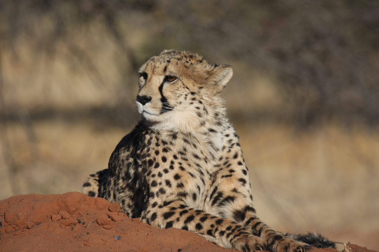 [6898] 2016_06_23_11_01_56_Africa_Canon_EOS_40D_IMG__08810.jpg