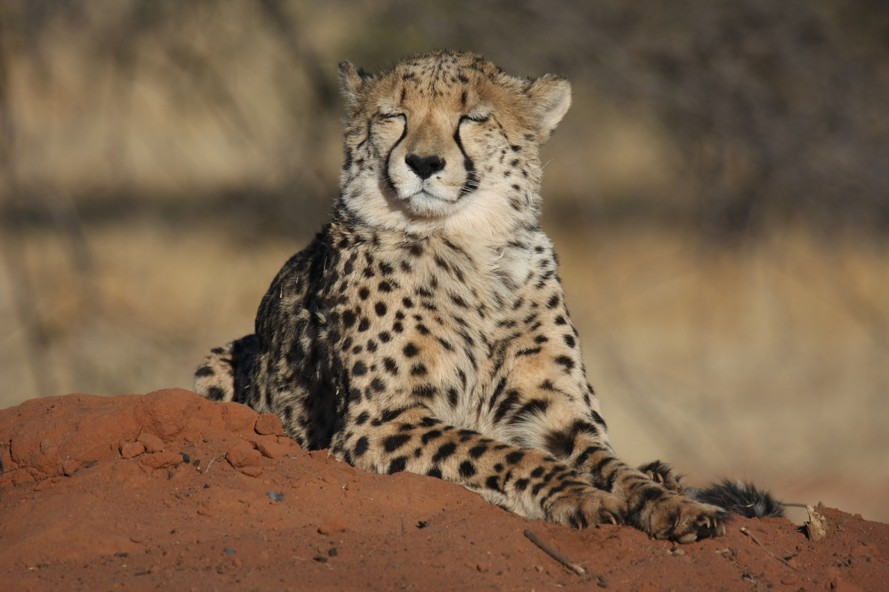 [6911] 2016_06_23_11_03_07_Africa_Canon_EOS_40D_IMG__00536.jpg