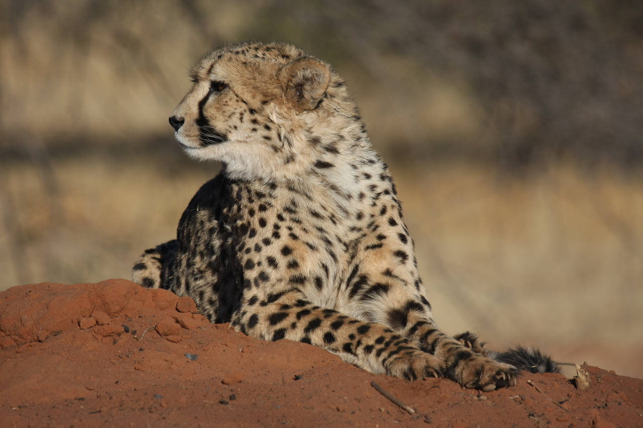 [6920] 2016_06_23_11_03_14_Africa_Canon_EOS_40D_IMG__08818.jpg