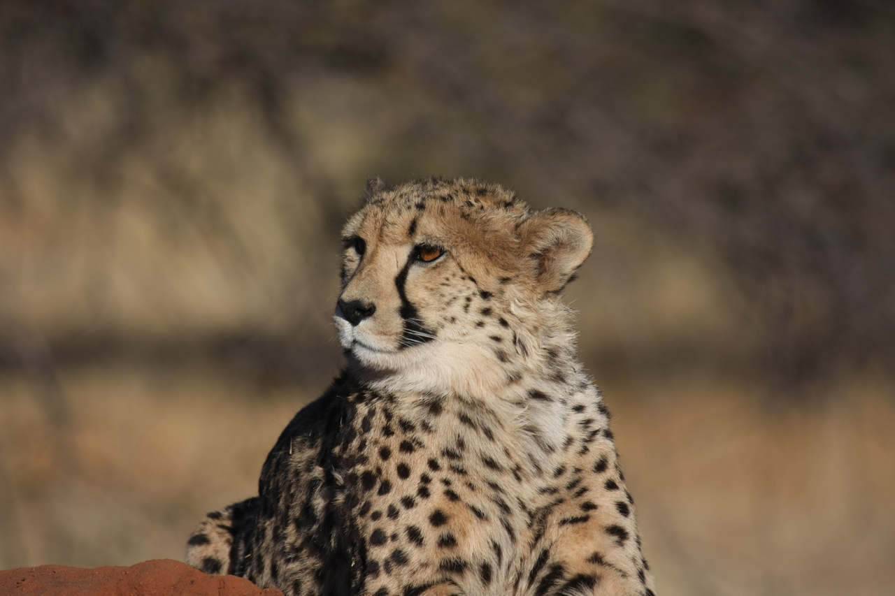 [6930] 2016_06_23_11_03_35_Africa_Canon_EOS_40D_IMG__00541.jpg