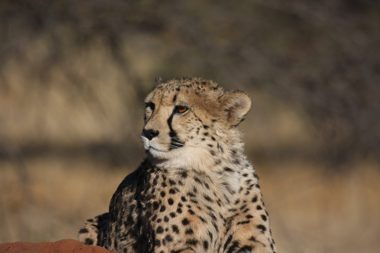 [6935] 2016_06_23_11_03_35_Africa_Canon_EOS_40D_IMG__08823.jpg