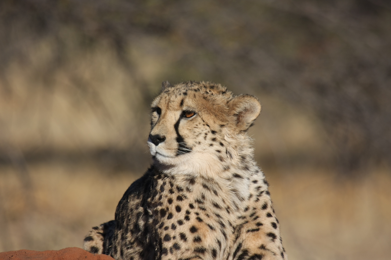 [6937] 2016_06_23_11_03_39_Africa_Canon_EOS_40D_IMG__01377.jpg