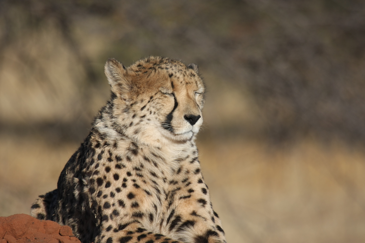 [6949] 2016_06_23_11_04_27_Africa_Canon_EOS_40D_IMG__00548.jpg