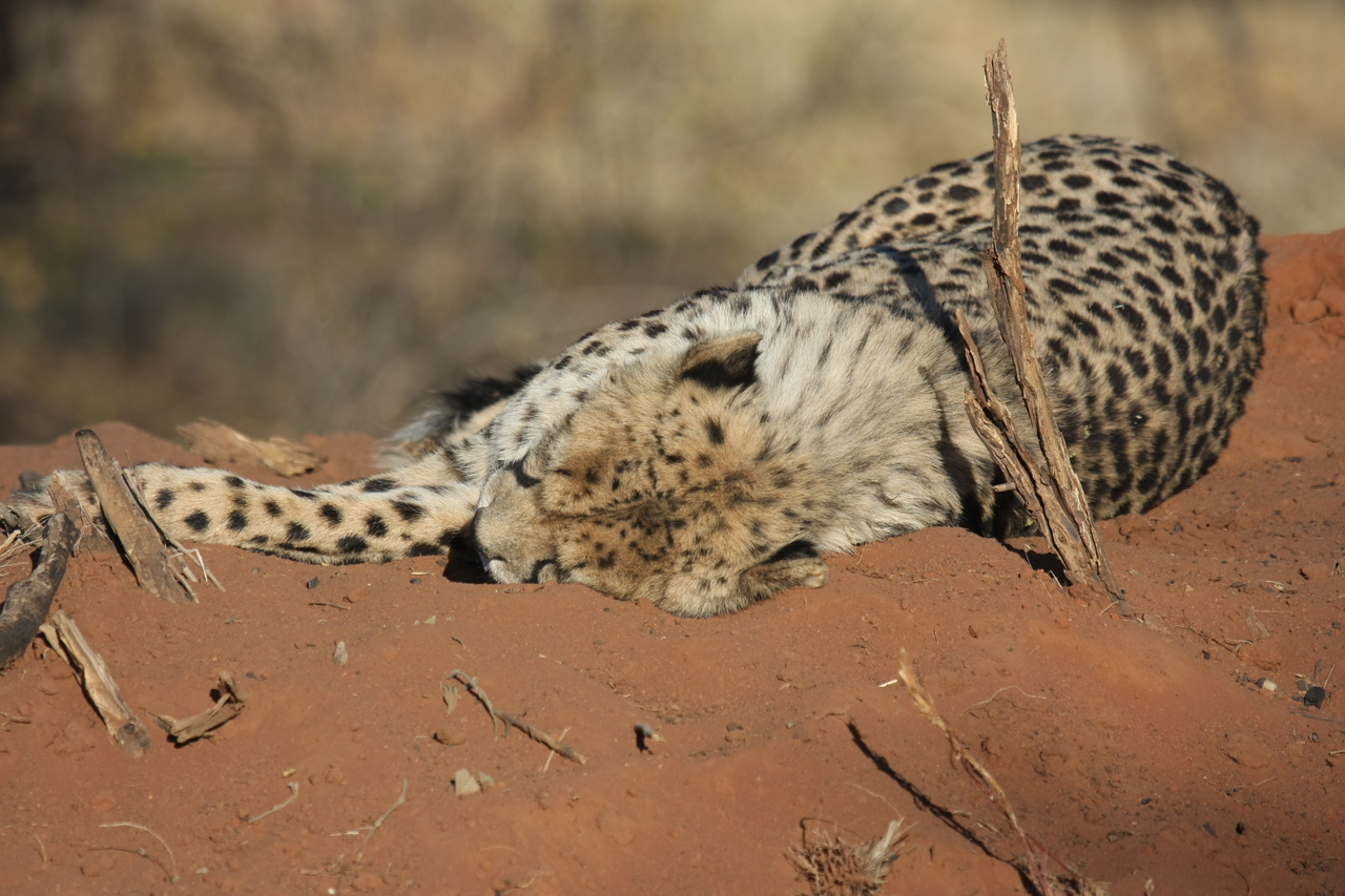 [6974] 2016_06_23_11_04_43_Africa_Canon_EOS_40D_IMG__08836.jpg