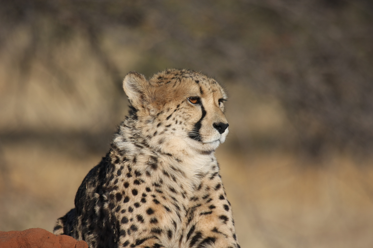 [6987] 2016_06_23_11_07_52_Africa_Canon_EOS_40D_IMG__08837.jpg