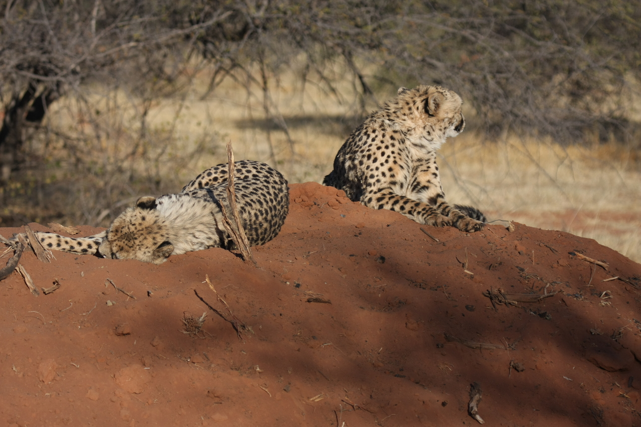 [7000] 2016_06_23_11_08_12_Africa_Canon_EOS_40D_IMG__08840.jpg