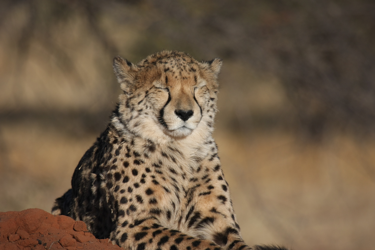 [7029] 2016_06_23_11_08_35_Africa_Canon_EOS_40D_IMG__08849.jpg