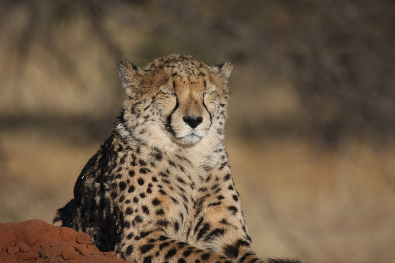 [7033] 2016_06_23_11_08_36_Africa_Canon_EOS_40D_IMG__01405.jpg