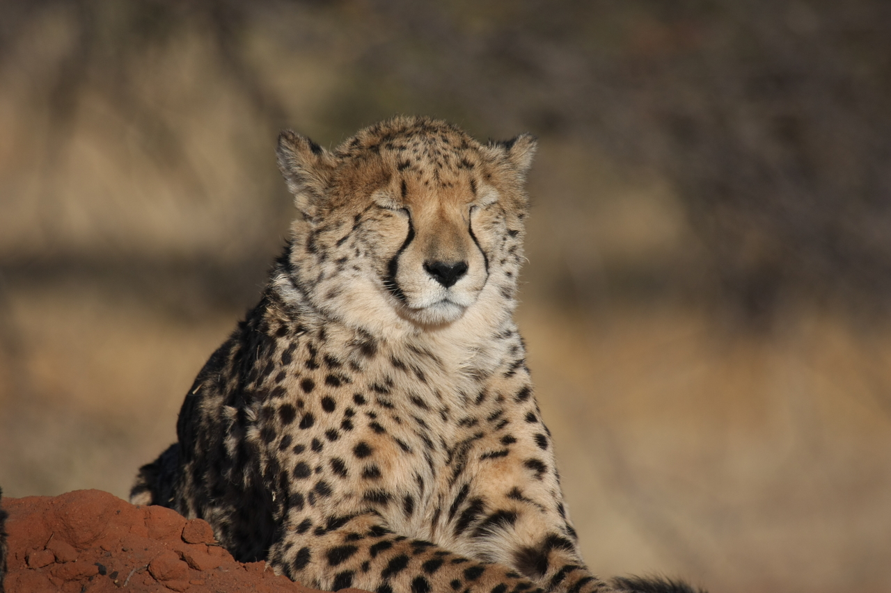 [7041] 2016_06_23_11_08_39_Africa_Canon_EOS_40D_IMG__08853.jpg