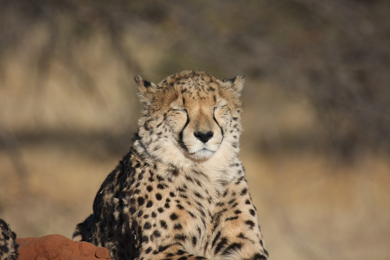 [7051] 2016_06_23_11_08_51_Africa_Canon_EOS_40D_IMG__00578.jpg