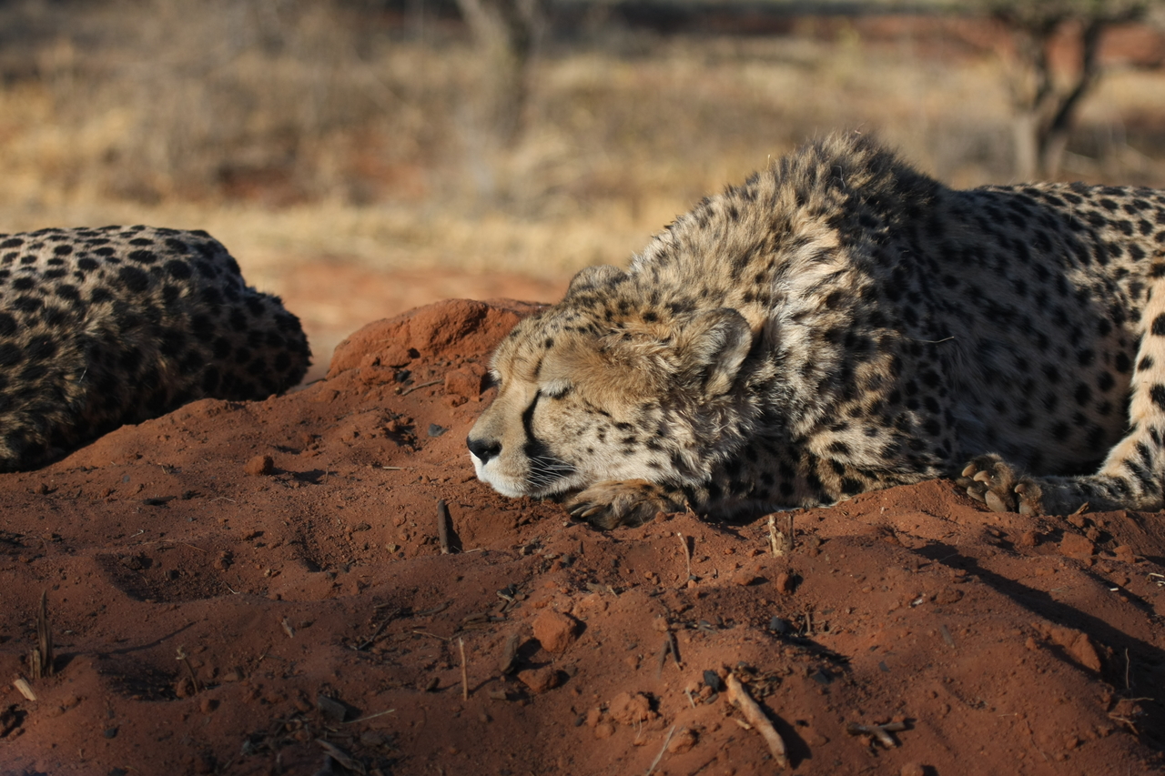 [7094] 2016_06_23_11_13_48_Africa_Canon_EOS_40D_IMG__01422.jpg