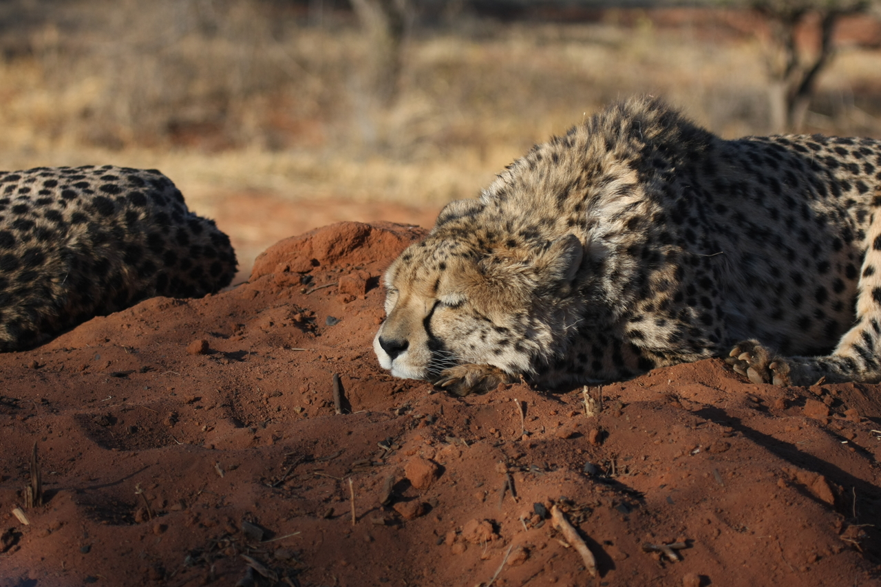 [7100] 2016_06_23_11_13_49_Africa_Canon_EOS_40D_IMG__00591.jpg