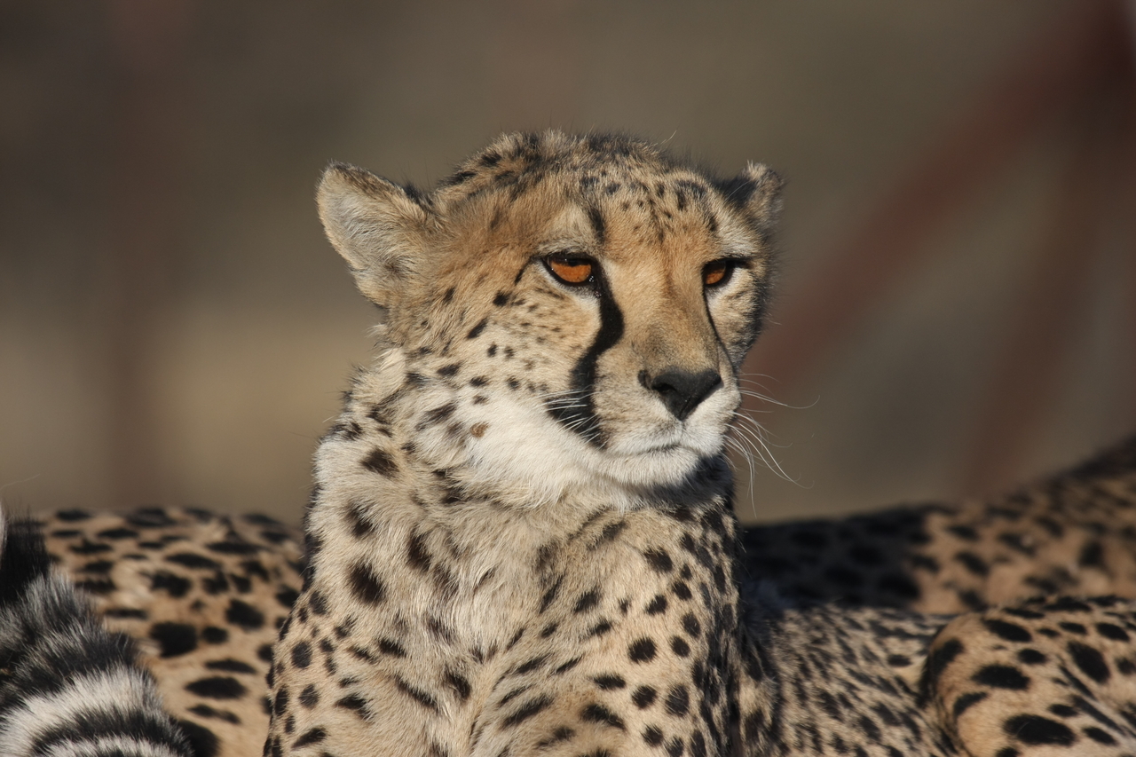 [7201] 2016_06_23_11_21_16_Africa_Canon_EOS_40D_IMG__01446.jpg