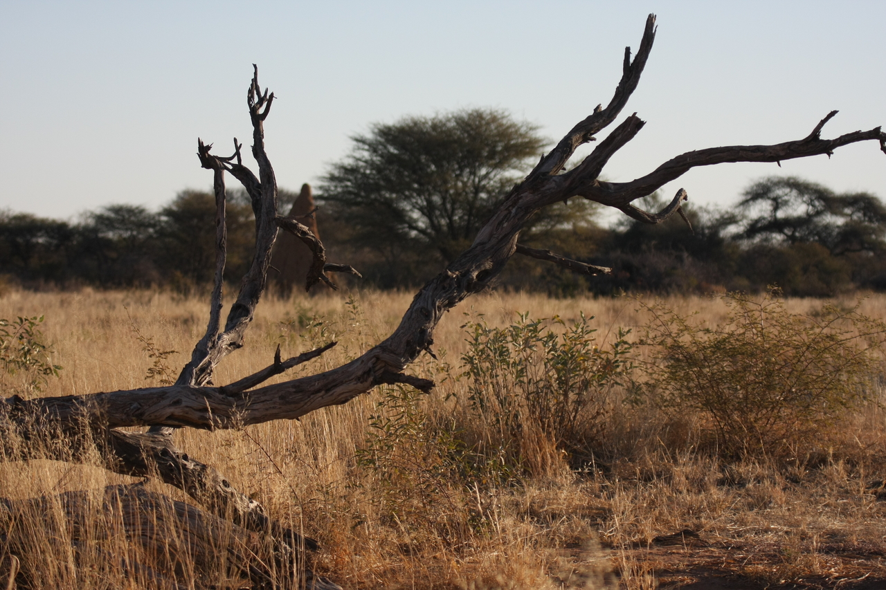 [7220] 2016_06_23_11_33_48_Africa_Canon_EOS_40D_IMG__08898.jpg