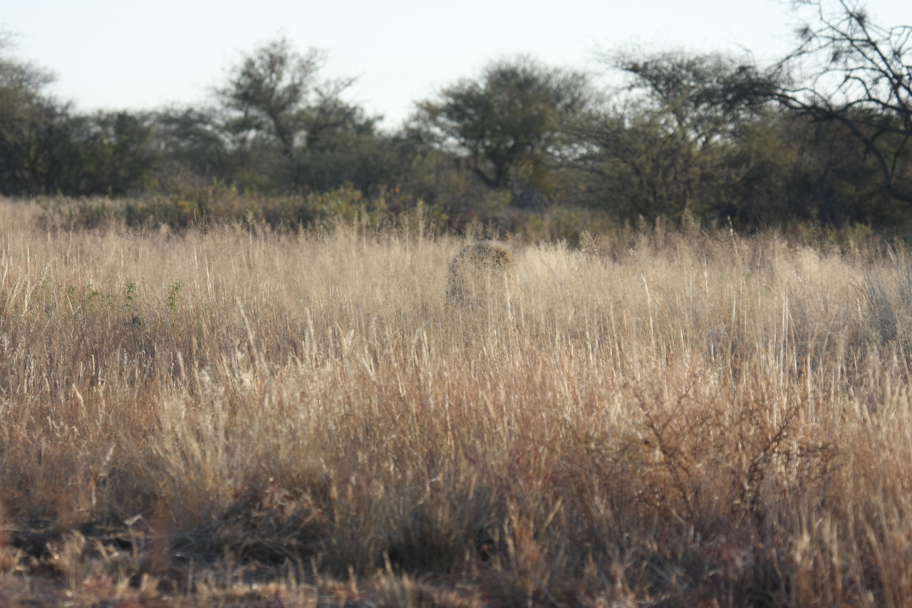 [7267] 2016_06_23_11_39_08_Africa_Canon_EOS_40D_IMG__08913.jpg