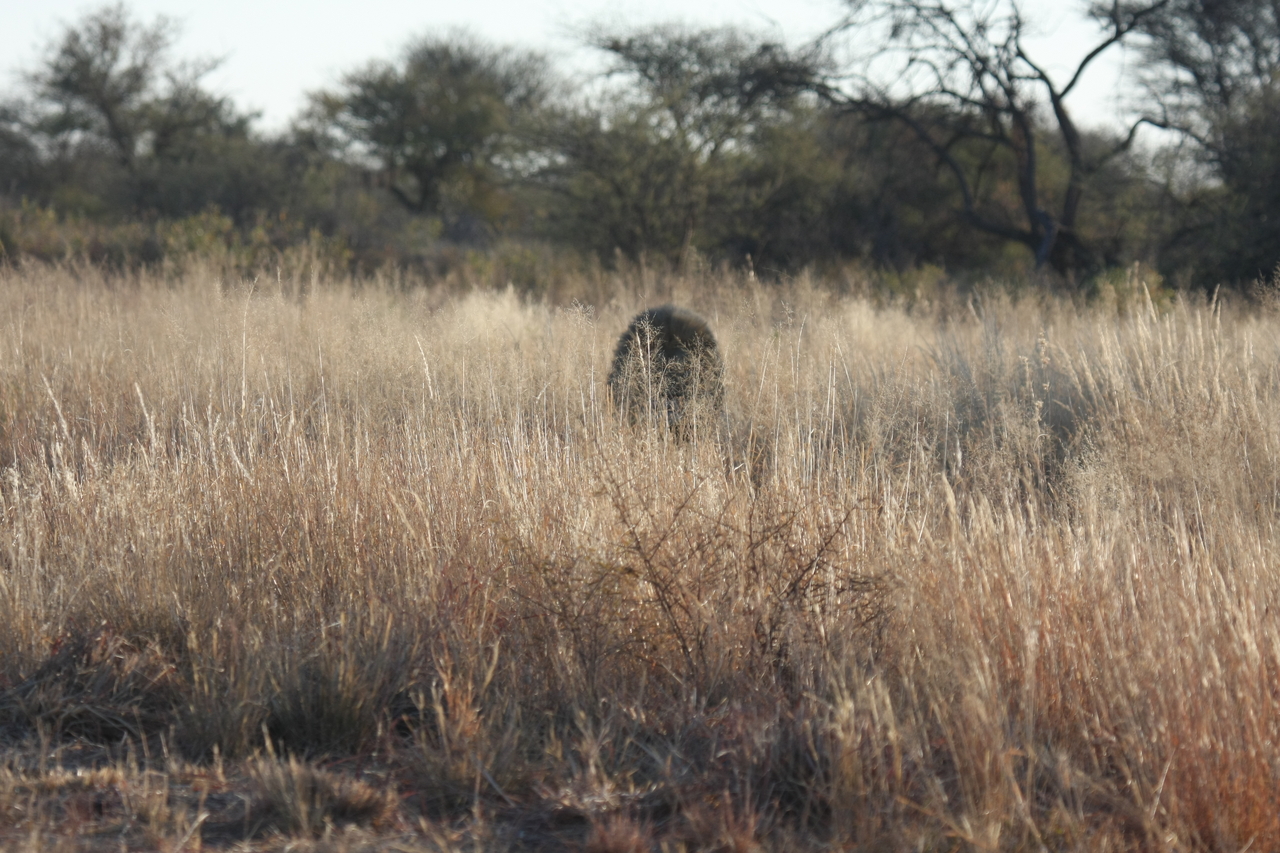 [7274] 2016_06_23_11_39_10_Africa_Canon_EOS_40D_IMG__08916.jpg