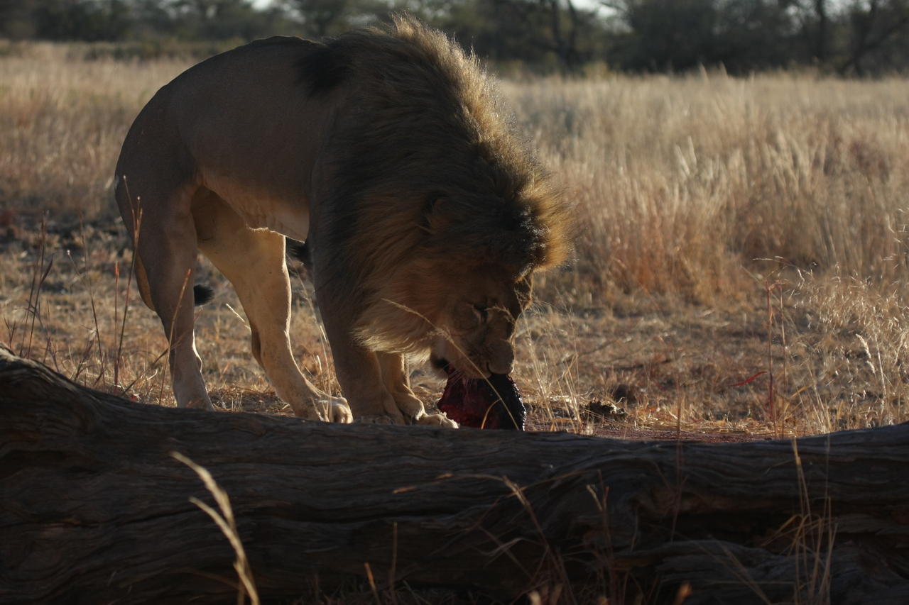 [7352] 2016_06_23_11_39_28_Africa_Canon_EOS_40D_IMG__01495.jpg