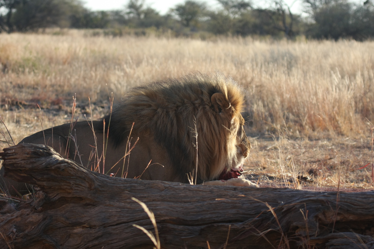 [7366] 2016_06_23_11_39_35_Africa_Canon_EOS_40D_IMG__01500.jpg