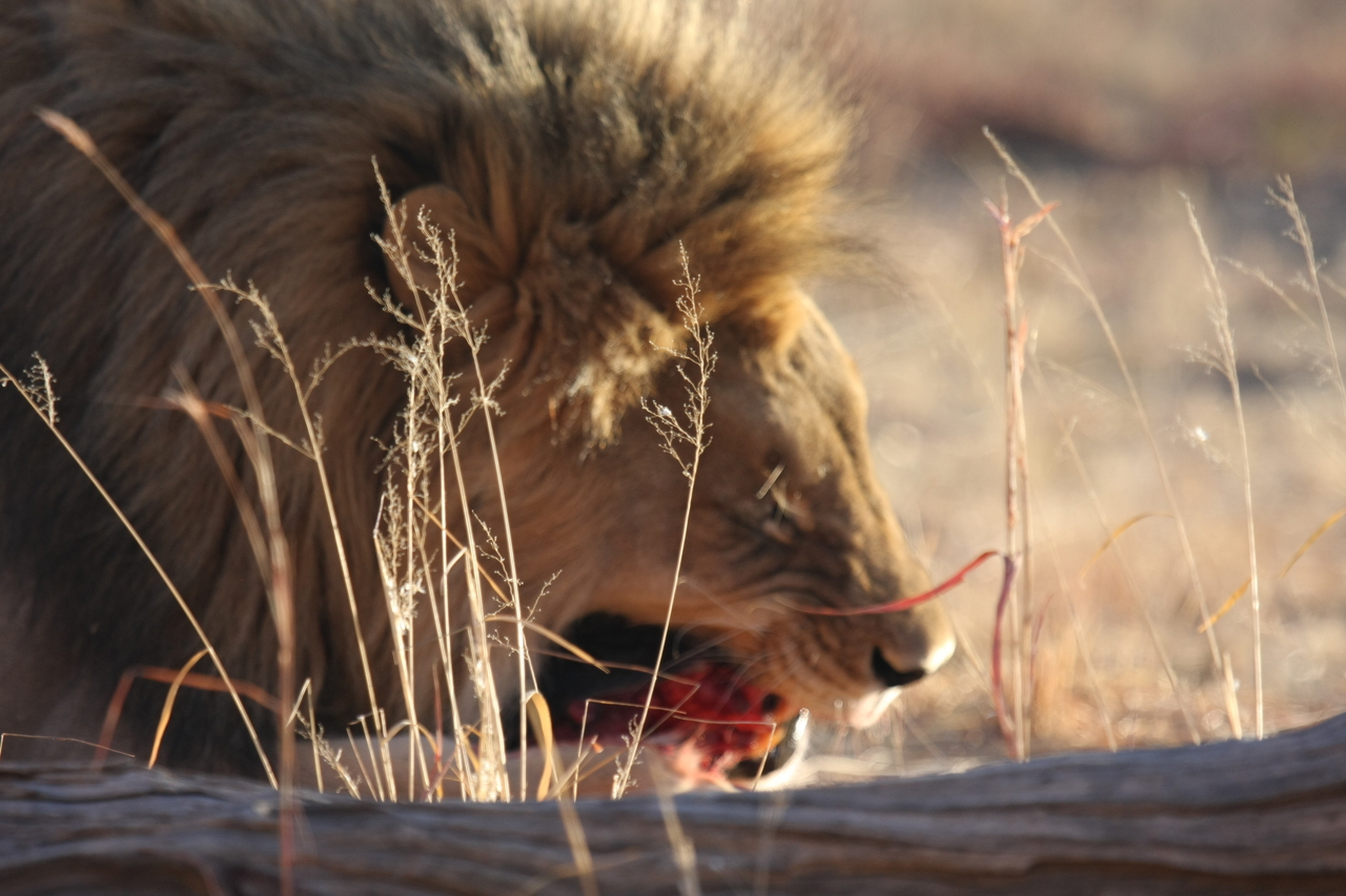 [7395] 2016_06_23_11_40_17_Africa_Canon_EOS_40D_IMG__00676.jpg