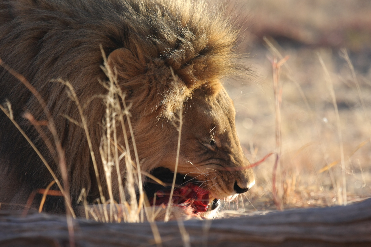 [7398] 2016_06_23_11_40_17_Africa_Canon_EOS_40D_IMG__01511.jpg