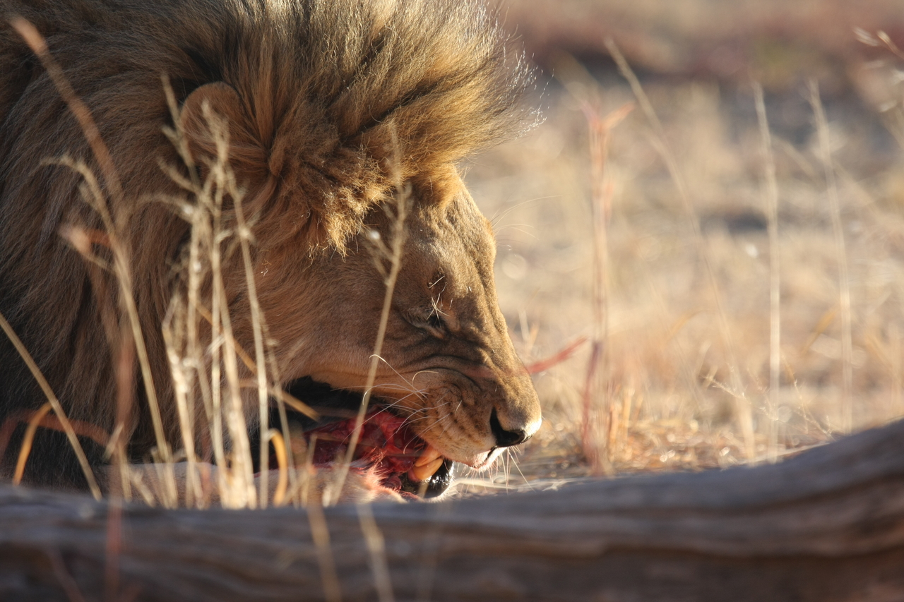 [7403] 2016_06_23_11_40_19_Africa_Canon_EOS_40D_IMG__08959.jpg