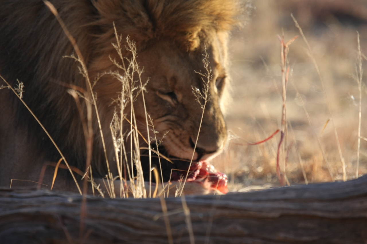 [7411] 2016_06_23_11_40_34_Africa_Canon_EOS_40D_IMG__00680.jpg