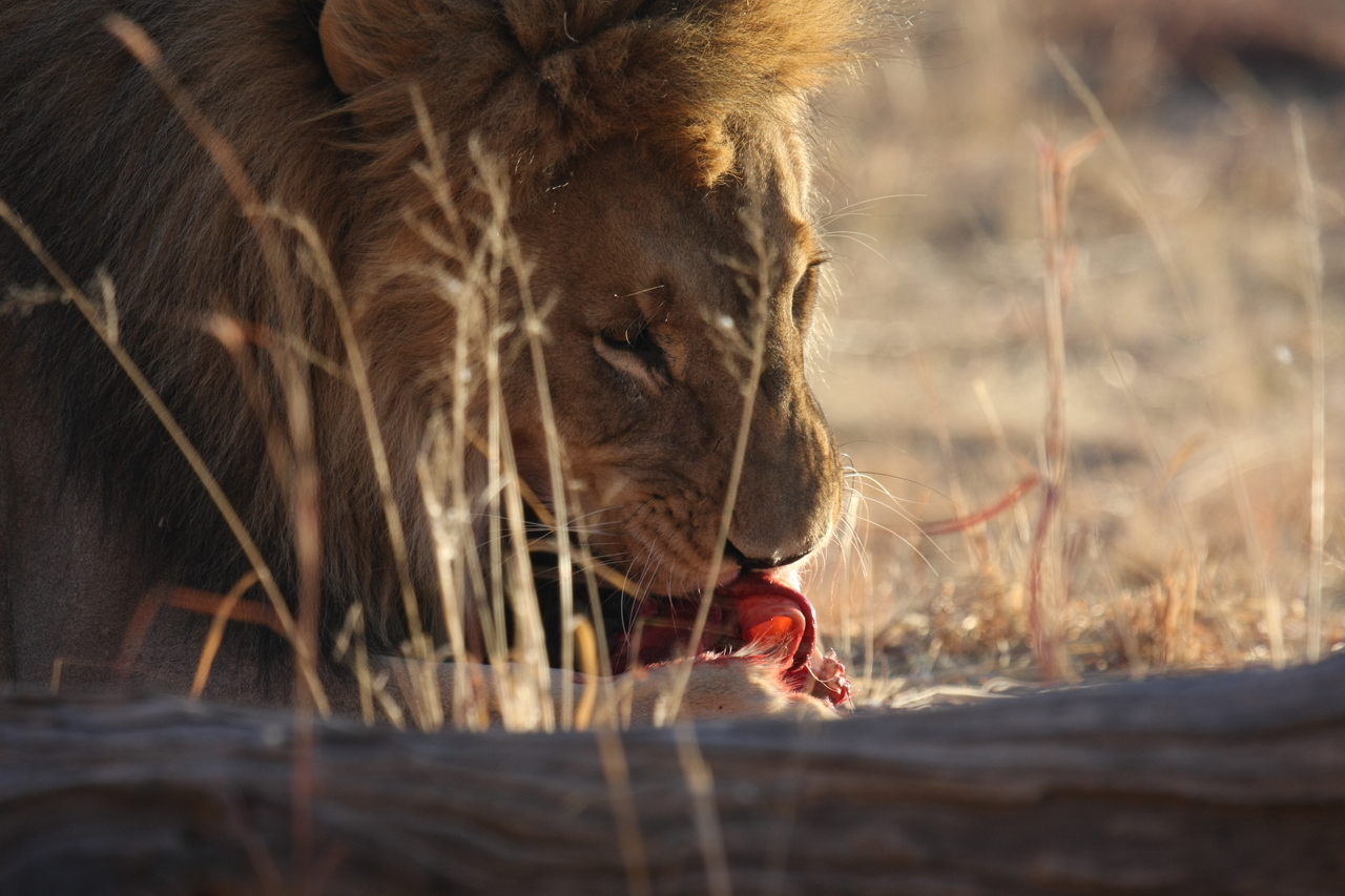 [7413] 2016_06_23_11_40_34_Africa_Canon_EOS_40D_IMG__00682.jpg