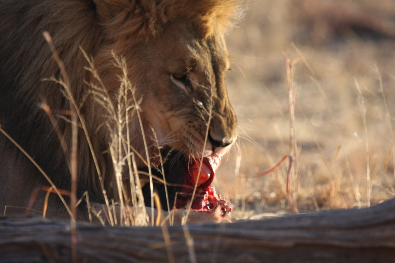 [7429] 2016_06_23_11_40_36_Africa_Canon_EOS_40D_IMG__08965.jpg