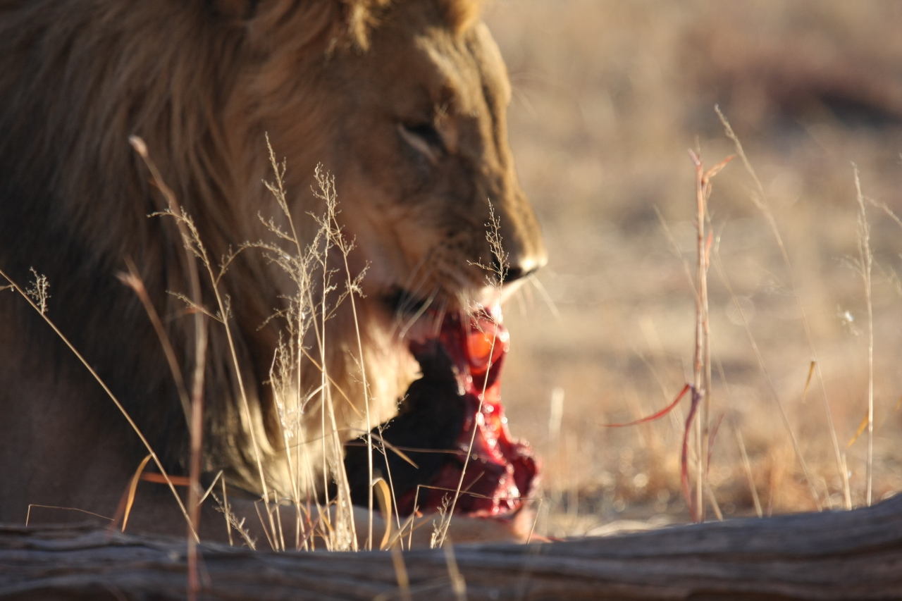 [7430] 2016_06_23_11_40_36_Africa_Canon_EOS_40D_IMG__08966.jpg