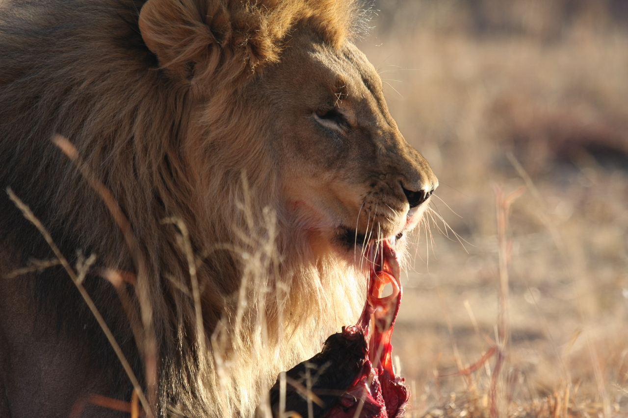 [7431] 2016_06_23_11_40_36_Africa_Canon_EOS_40D_IMG__08967.jpg