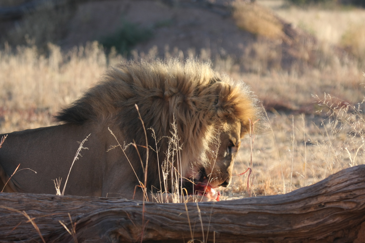 [7436] 2016_06_23_11_40_42_Africa_Canon_EOS_40D_IMG__00689.jpg