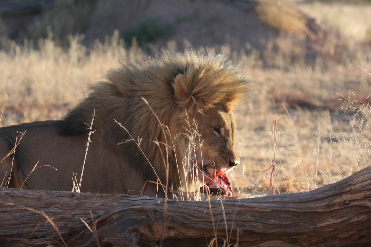 [7445] 2016_06_23_11_40_44_Africa_Canon_EOS_40D_IMG__08971.jpg