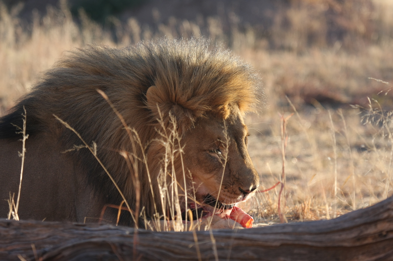 [7469] 2016_06_23_11_40_51_Africa_Canon_EOS_40D_IMG__01533.jpg