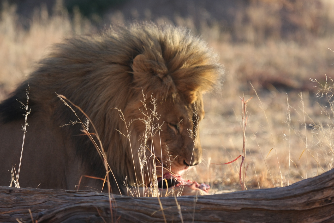 [7474] 2016_06_23_11_40_52_Africa_Canon_EOS_40D_IMG__00701.jpg