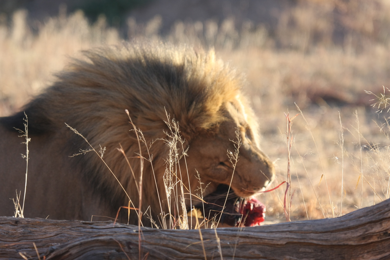 [7490] 2016_06_23_11_41_00_Africa_Canon_EOS_40D_IMG__01540.jpg