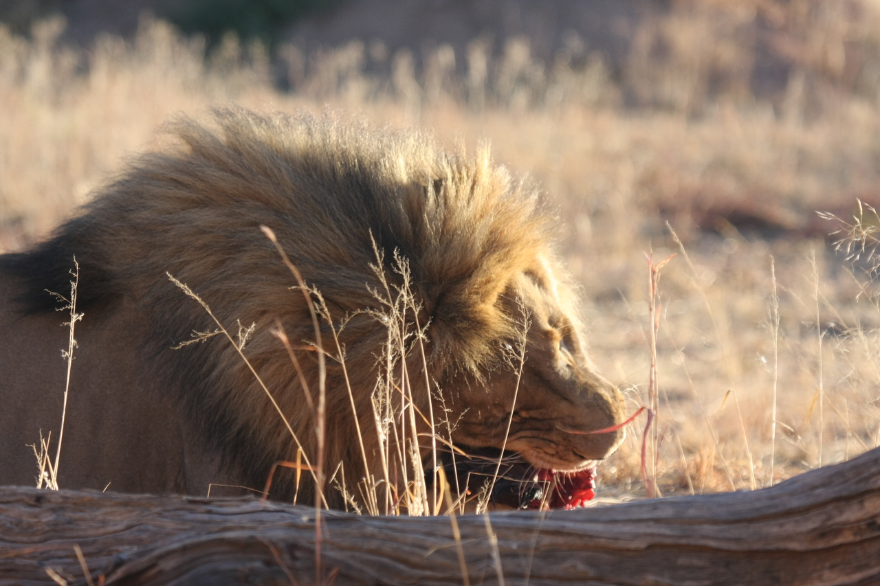 [7491] 2016_06_23_11_41_00_Africa_Canon_EOS_40D_IMG__01541.jpg