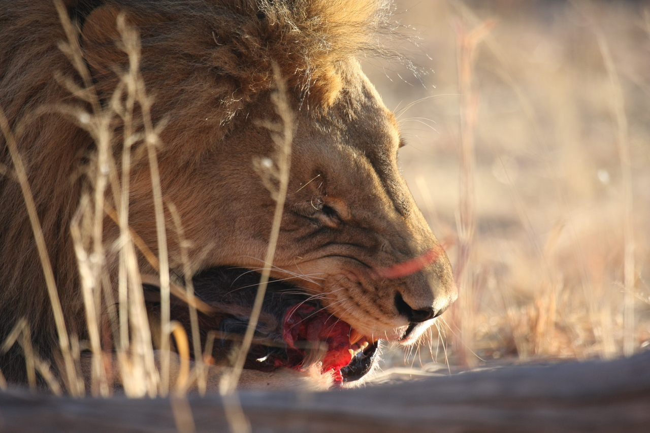 [7511] 2016_06_23_11_41_10_Africa_Canon_EOS_40D_IMG__00712.jpg