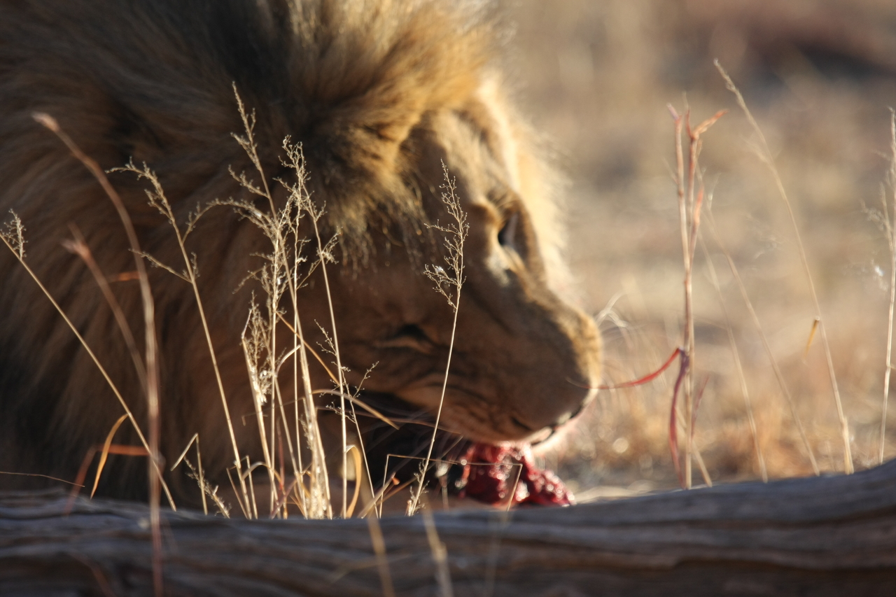 [7529] 2016_06_23_11_41_37_Africa_Canon_EOS_40D_IMG__08997.jpg