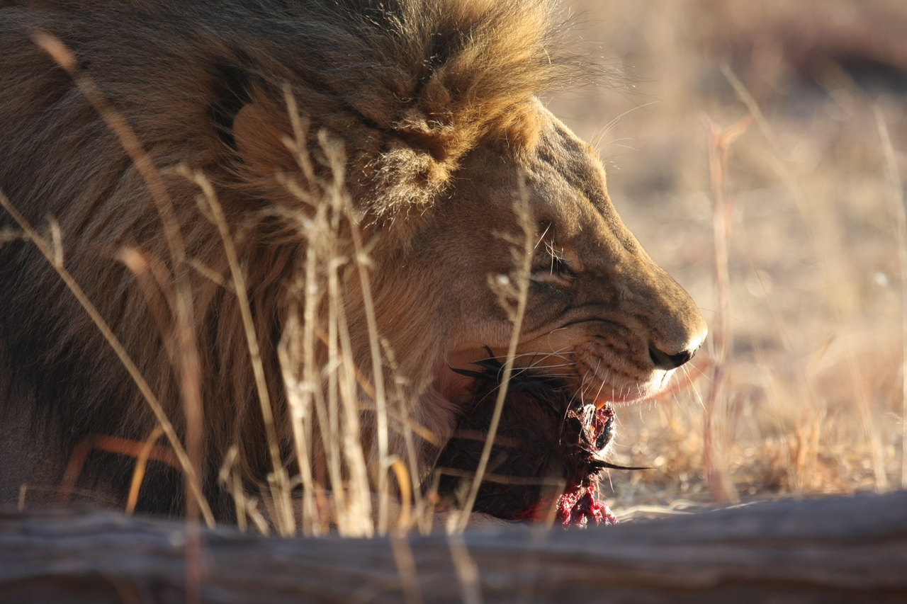 [7534] 2016_06_23_11_41_42_Africa_Canon_EOS_40D_IMG__01552.jpg